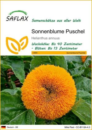 SAFLAX Blumensamen SAFLAX - Samen - Sonnenblume Puschel