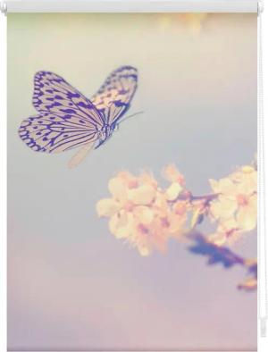 Seitenzugrollo Klemmfix Motiv Schmetterling, LICHTBLICK ORIGINAL, Lichtschutz, ohne Bohren, freihängend, Klemmfix, bedruckt