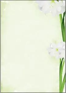 SIGEL Motivpapier Green Flower Motiv DIN A4 90 g/qm 25 Blatt