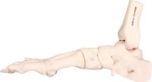 Skelettmodell Fußskelett beweglich mit Schien- und Wadenbeinansatz Schulsport