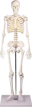 Skelettmodell Miniatur-Skelett Tom Schulsport Unisex