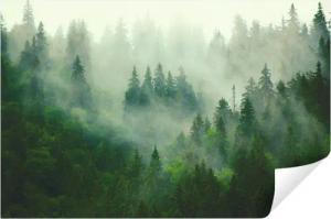 Wallarena Fototapete Wald im Nebel Natur 3D EFFEKT Vlies Tapete Wohnzimmer Schlafzimmer, Glatt, Wald, Tapete inklusive Kleister Vliestapete Motivtapete